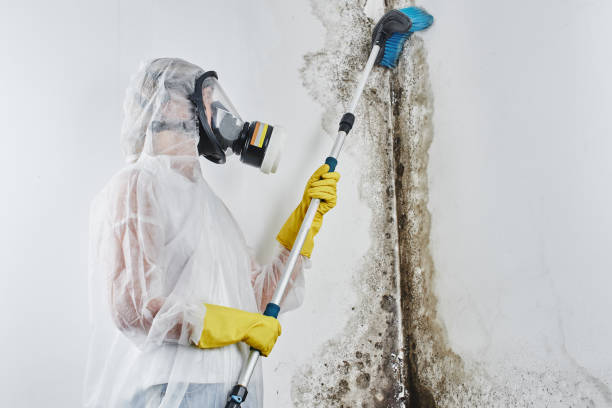 Best Residential Mold Removal  in Glenwood, AR