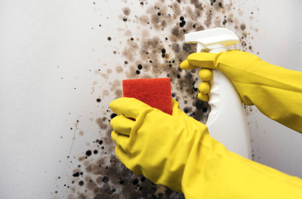 Best Professional Mold Removal  in Glenwood, AR