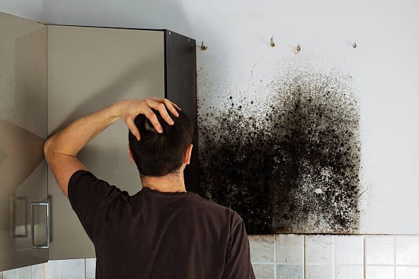 Best Mold Cleaning Services  in Glenwood, AR