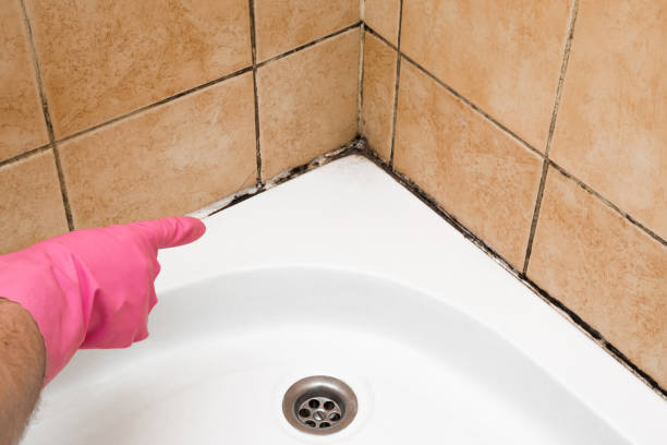 Best Affordable Mold Removal  in Glenwood, AR